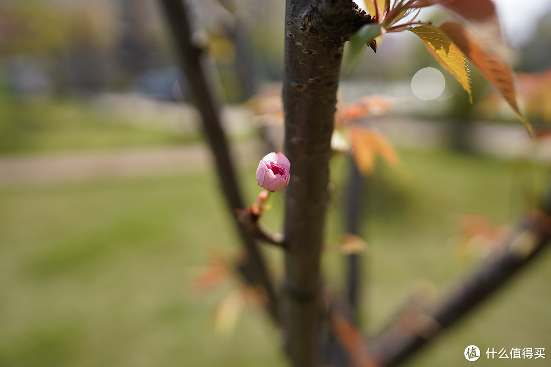 一寸短一寸险-SONY FE 24mm F1.4 GM 广角定焦头