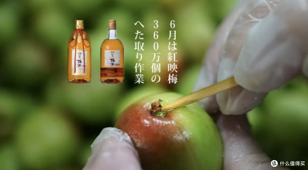 一不小心，跌入了梅子酒的奇妙世界
