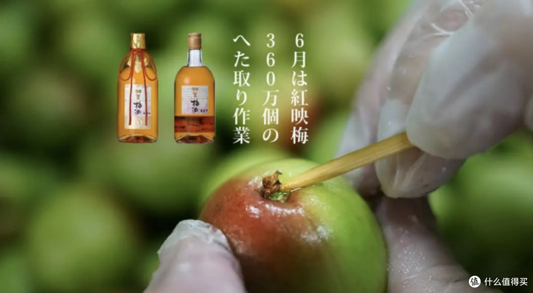 一不小心，跌入了梅子酒的奇妙世界