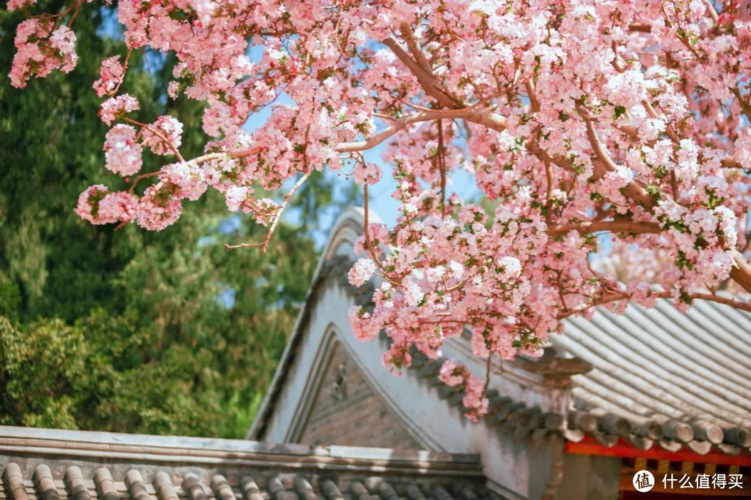 北京春日赏花全攻略！“古建追花”，跟着摄影师的镜头“云赏春”