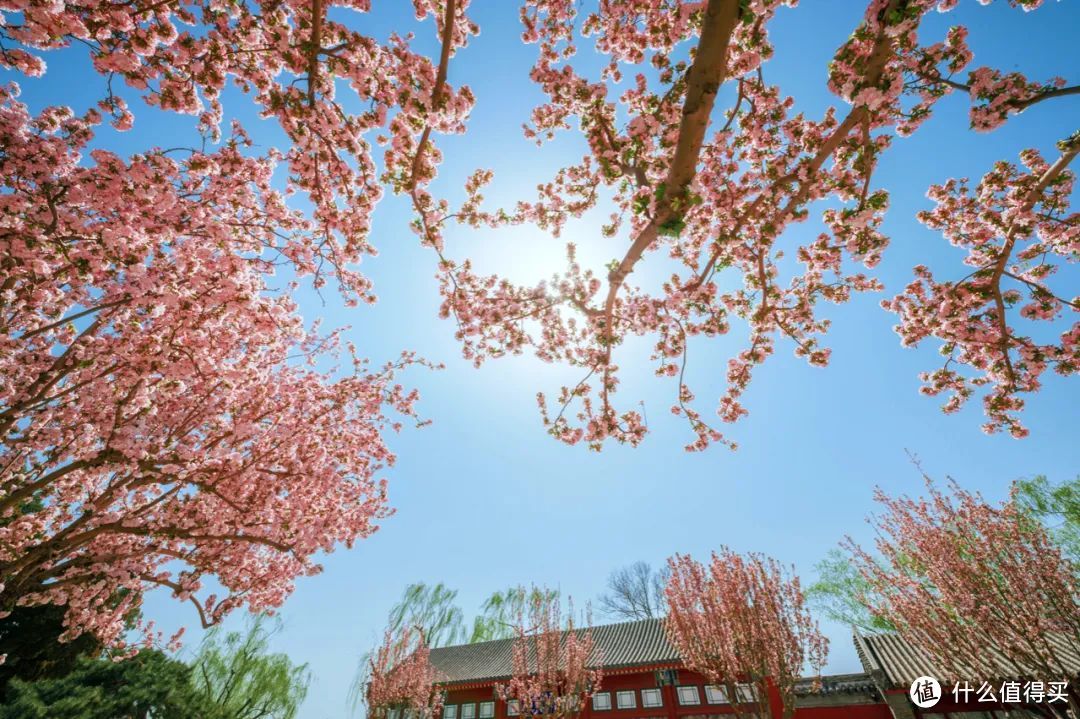 北京春日赏花全攻略！“古建追花”，跟着摄影师的镜头“云赏春”