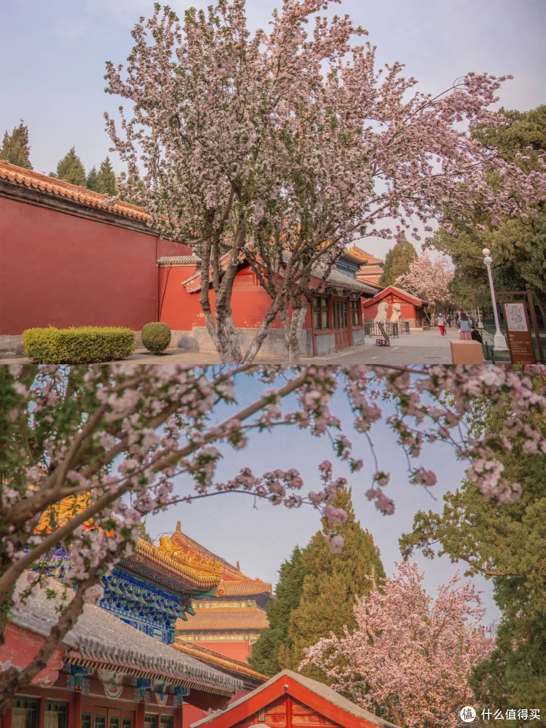 北京春日赏花全攻略！“古建追花”，跟着摄影师的镜头“云赏春”