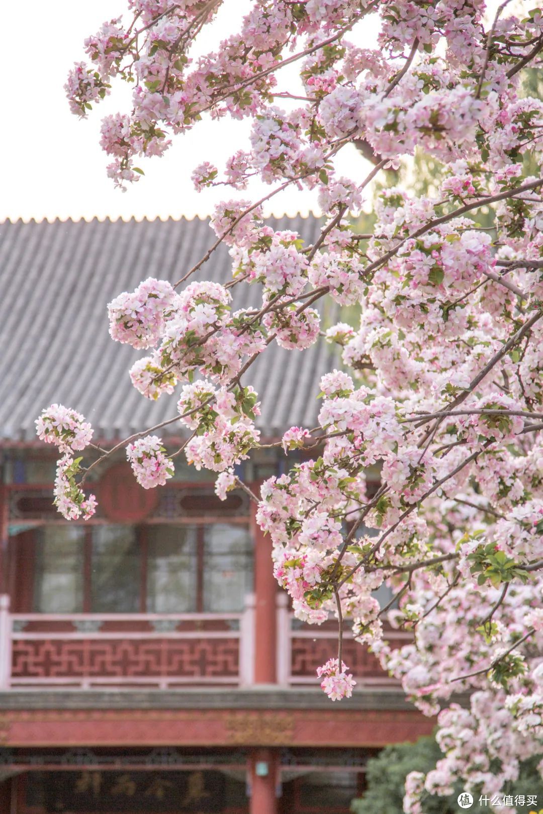 北京春日赏花全攻略！“古建追花”，跟着摄影师的镜头“云赏春”