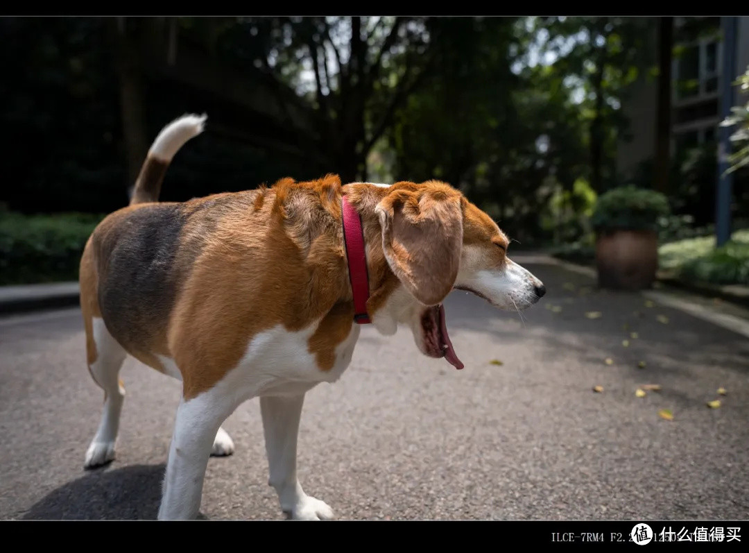  轻便大光圈超广定焦镜头 索尼全画幅镜头FE 20mm F1.8 G测评