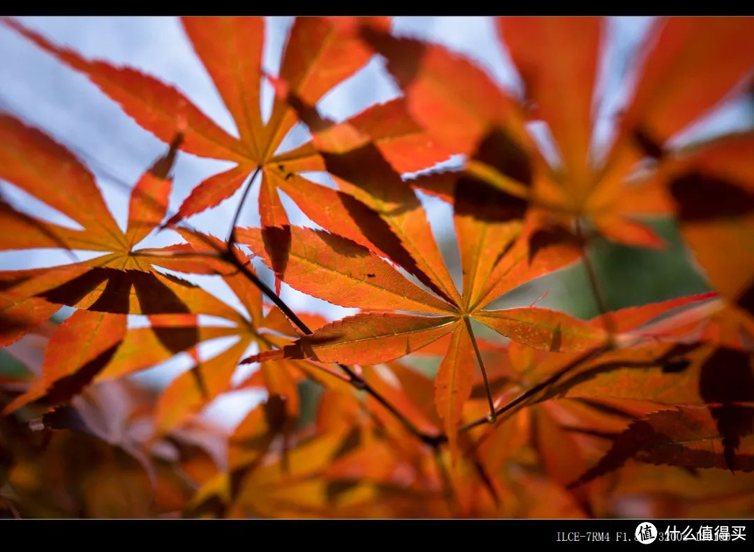  轻便大光圈超广定焦镜头 索尼全画幅镜头FE 20mm F1.8 G测评