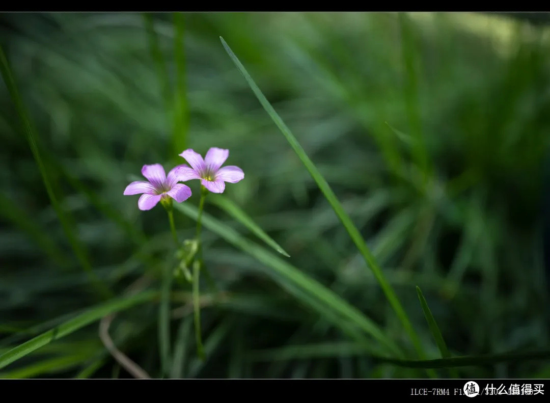  轻便大光圈超广定焦镜头 索尼全画幅镜头FE 20mm F1.8 G测评