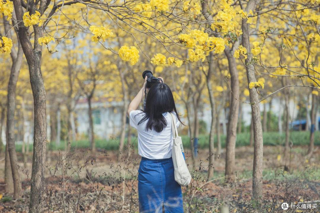 探访网传西南最大黄花风铃木园区