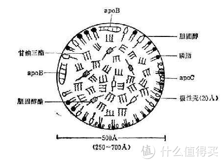 管住嘴迈开腿化解脂肪肝——四千字长文科普脂肪肝