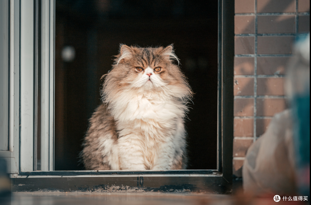 科技技术篇十一 云撸猫 夜视 360度远程监控 Tp Link 无线监控摄像头试用 智能摄像机 什么值得买