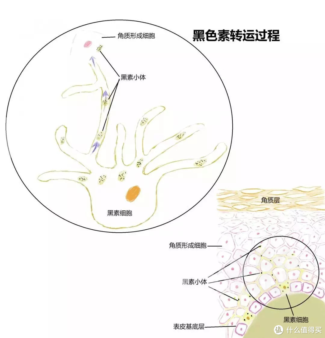 用了这套王炸组合，直接从大油田变混干皮，果然是去油神器