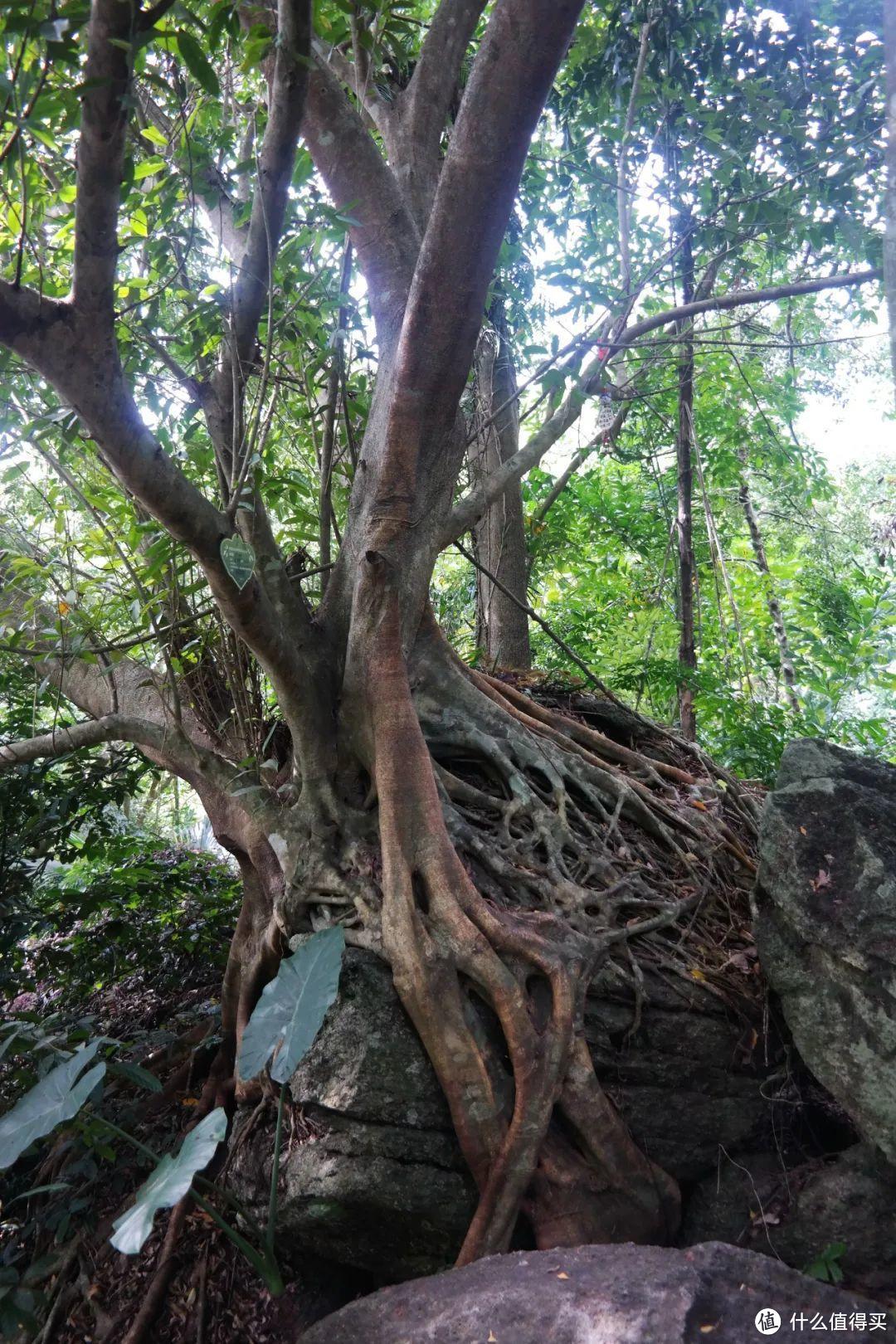 都向往去三亚，我去过后，给大家盘点一下值得去的景点