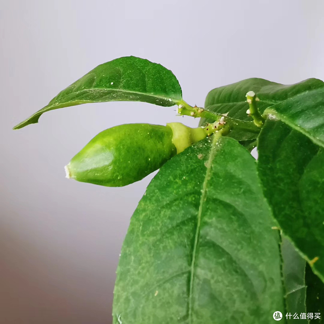 历时一年，记录种植一颗柠檬树的心路历程。