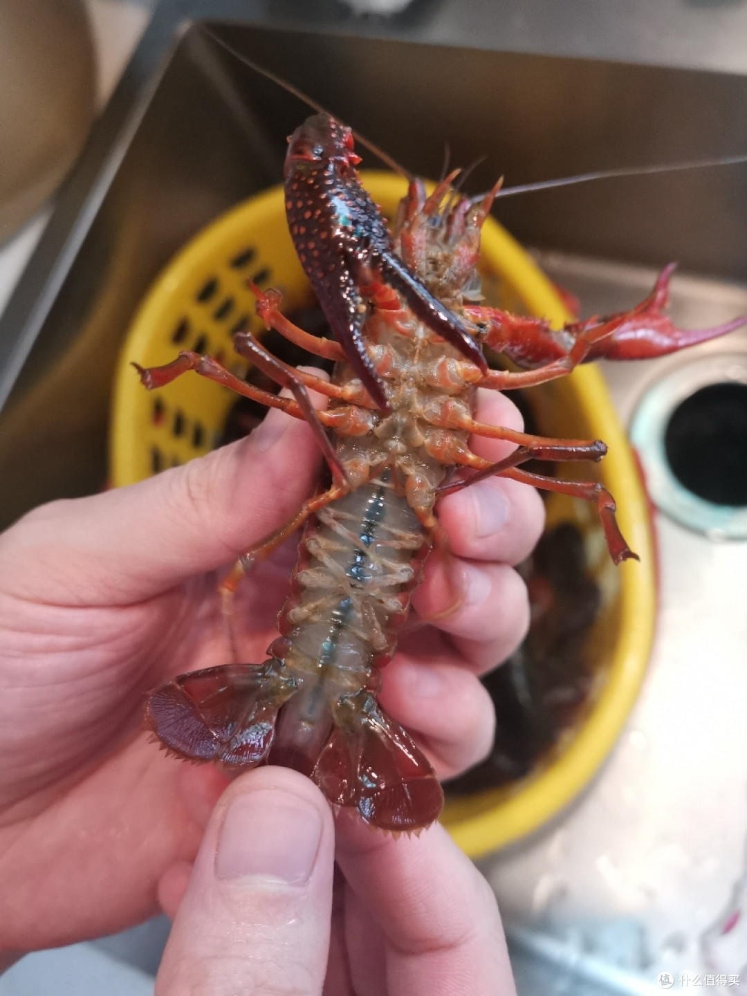 满足一家人口腹之欲的麻辣小龙虾
