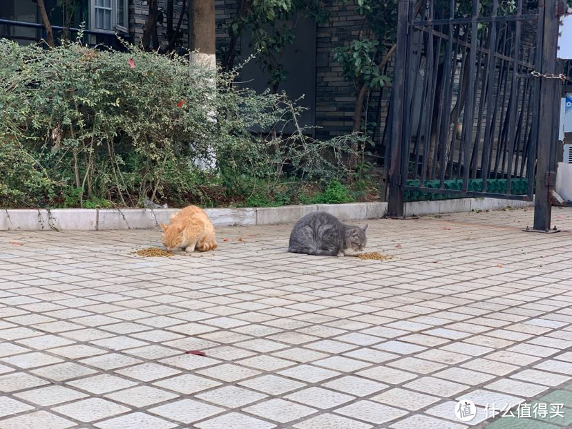 测评||养猫10年，7种国产猫粮实物测评