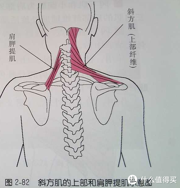 口腔溃疡、颈椎供血不足（偶尔眩晕）、高低肩、脂肪肝  我是这样搞定它们的