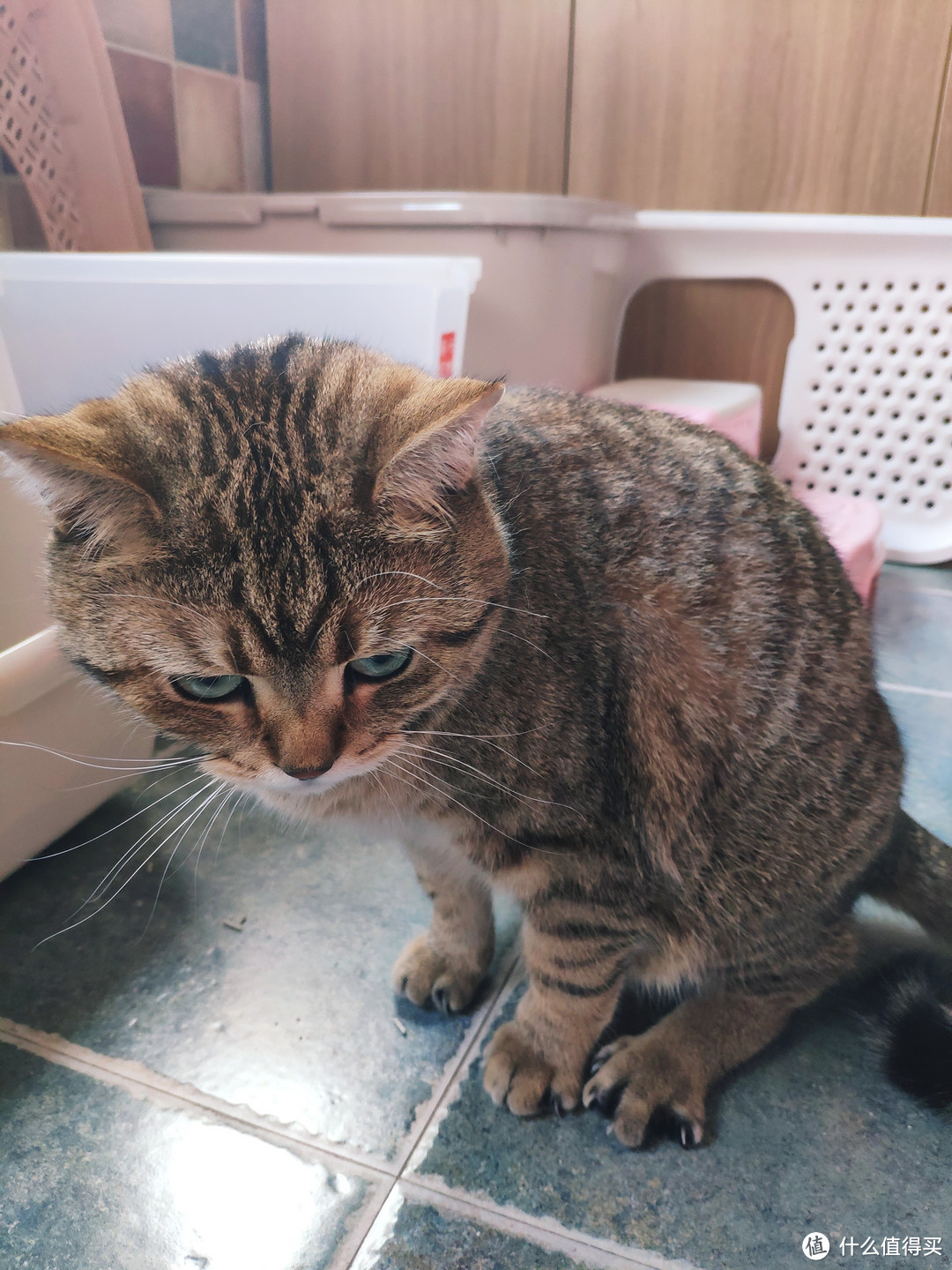 各种猫砂盆使用对比评测 合适的猫砂盆怎么选择 什么值得买