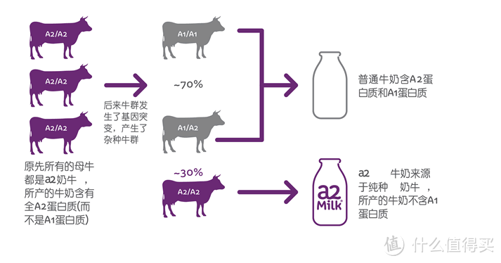 硬核亲测，让宝宝喝上健康安心奶——揭秘高端A2蛋白牛奶，甄选多款热销A2牛奶大比拼