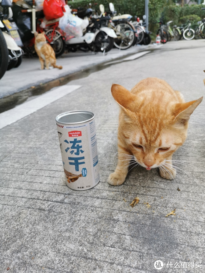 喂流浪猫的小鱼干