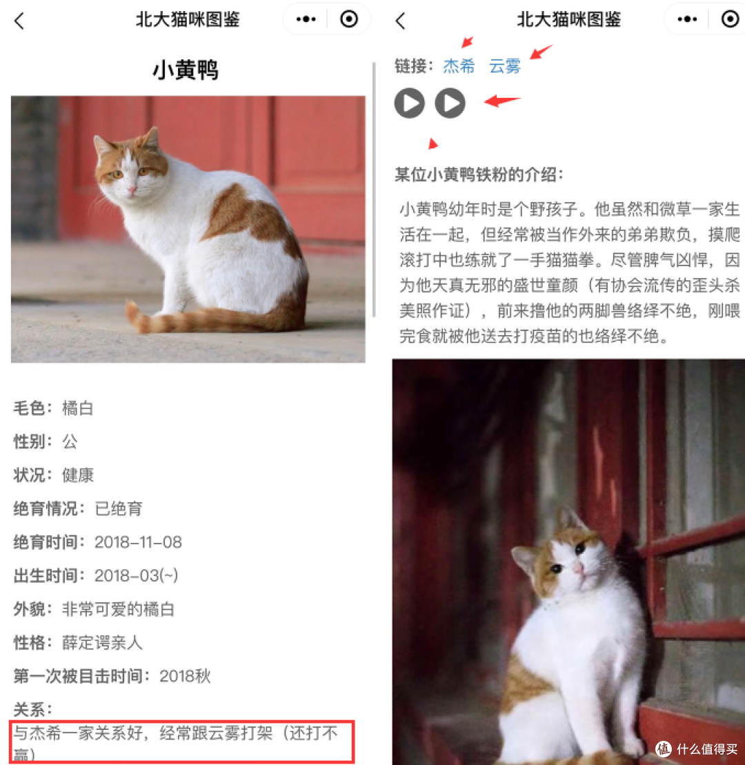 北大猫咪图鉴火了来云吸猫吗北大那种的