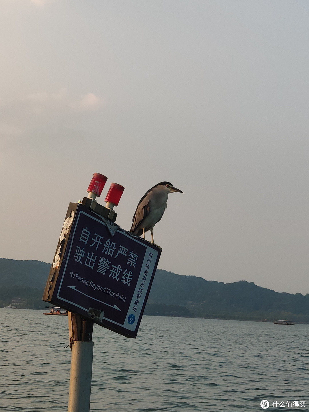 站岗的水鸟