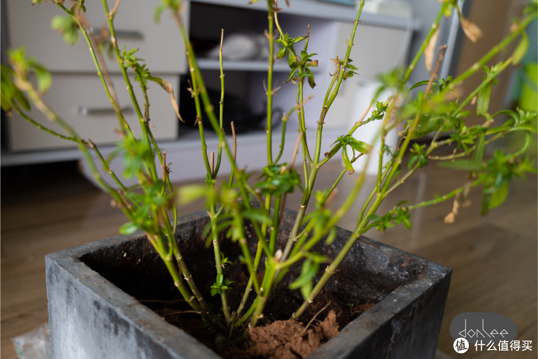 不知名植物