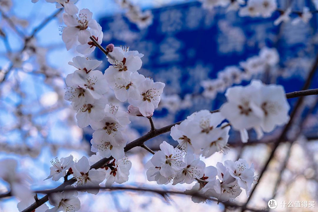 全能镜头的标杆：蔡司 Makro-Planar 50mm f2 微距镜头