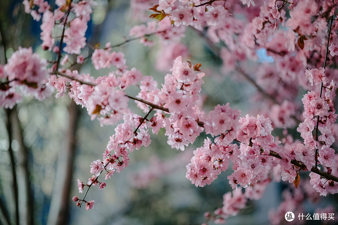 全能镜头的标杆：蔡司 Makro-Planar 50mm f2 微距镜头