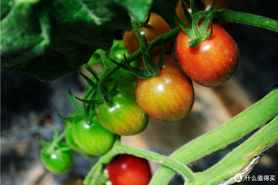 有条件可以去温棚摘点小西红柿，非常新鲜。