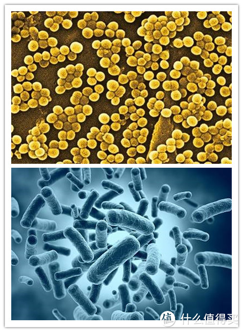 金黄色葡萄球菌（图上），大肠杆菌（图下）