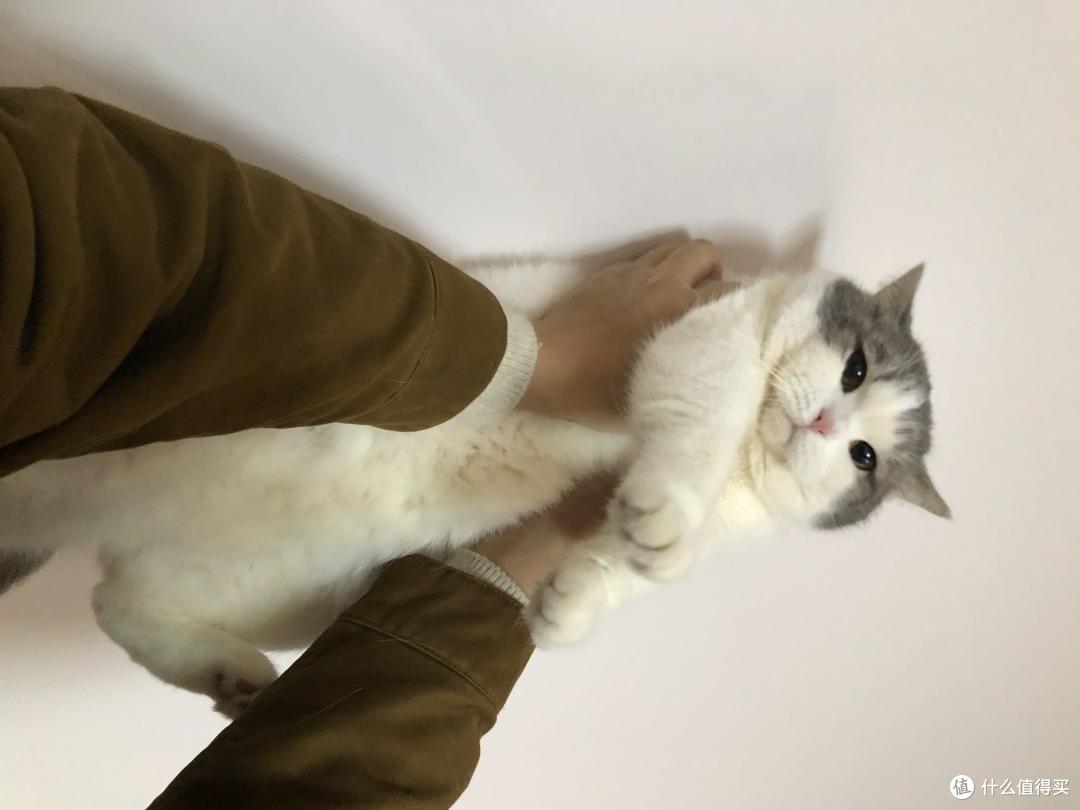 猫的应激反应到底有多严重,如何避免?