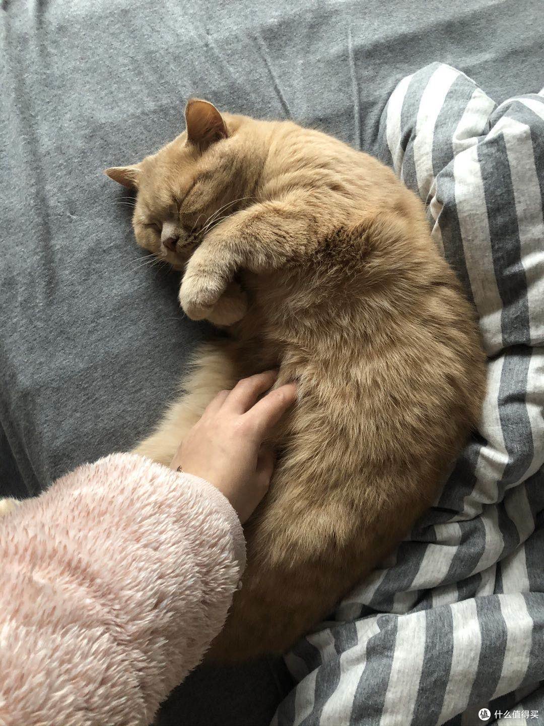 猫的应激反应到底有多严重,如何避免?