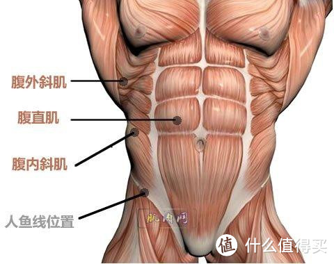 减脂大作战-腹肌小成记