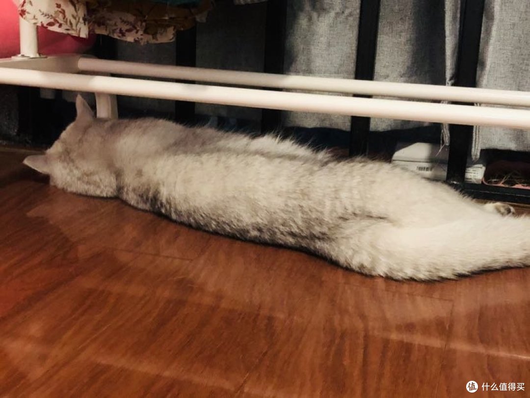 李白,我家猫