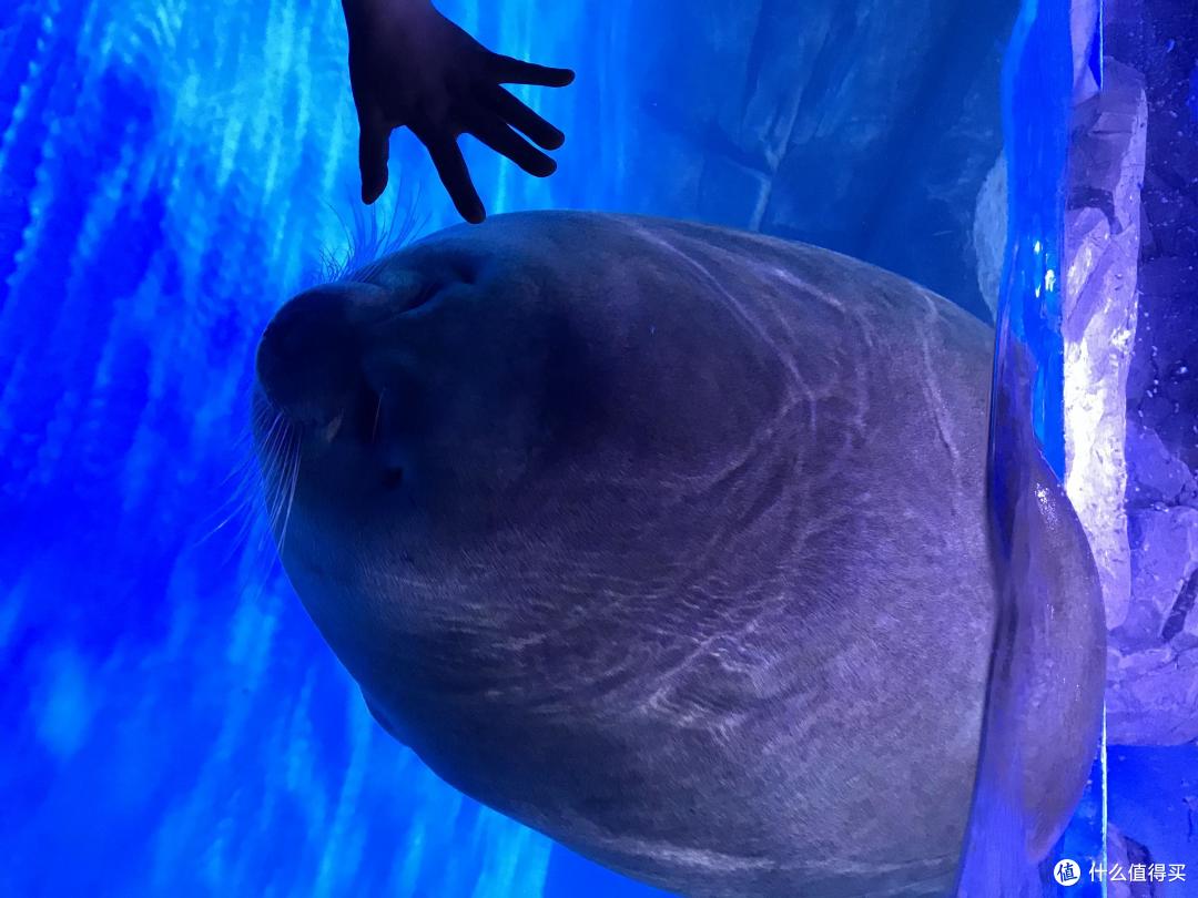 上海海昌海洋公园近日解禁!说说之前的游园感受