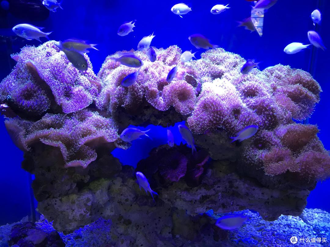 上海海昌海洋公园近日解禁!说说之前的游园感受