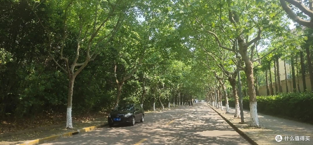 疫情期间找个偏僻点的地方度过五一,别墅旁边的小树林看着野花野草花花草草