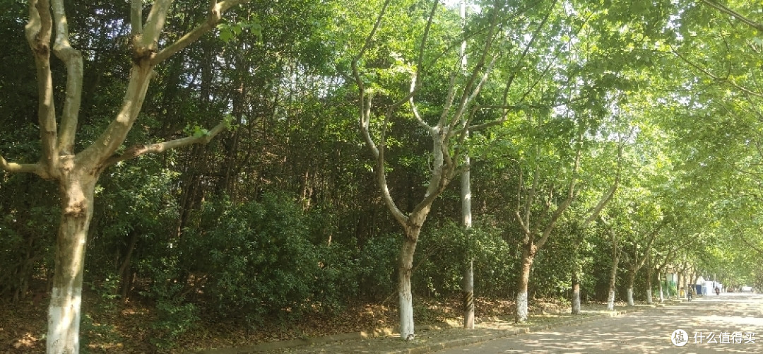 疫情期间找个偏僻点的地方度过五一,别墅旁边的小树林看着野花野草花花草草