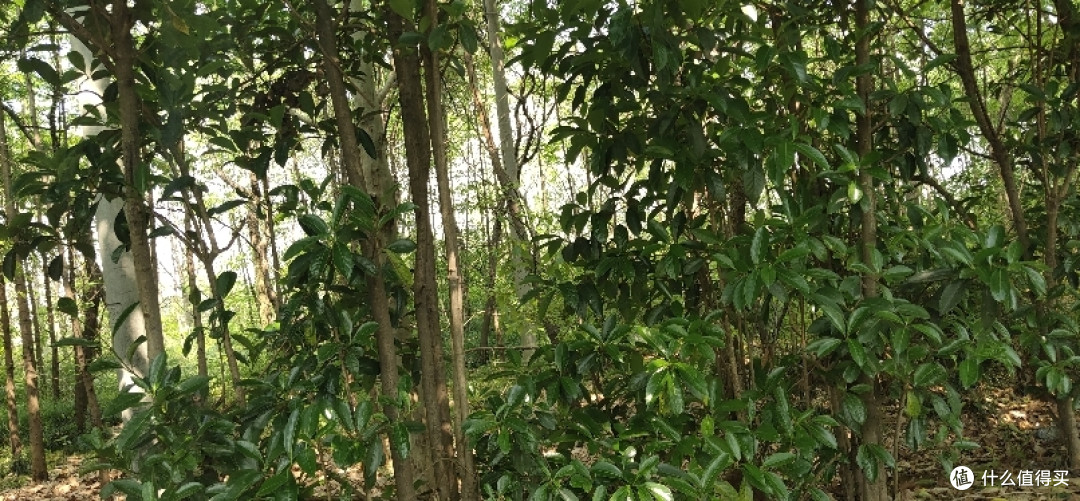 疫情期间找个偏僻点的地方度过五一,别墅旁边的小树林看着野花野草花花草草