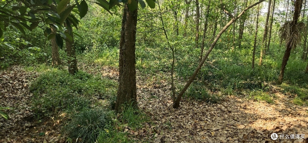 疫情期间找个偏僻点的地方度过五一,别墅旁边的小树林看着野花野草花花草草