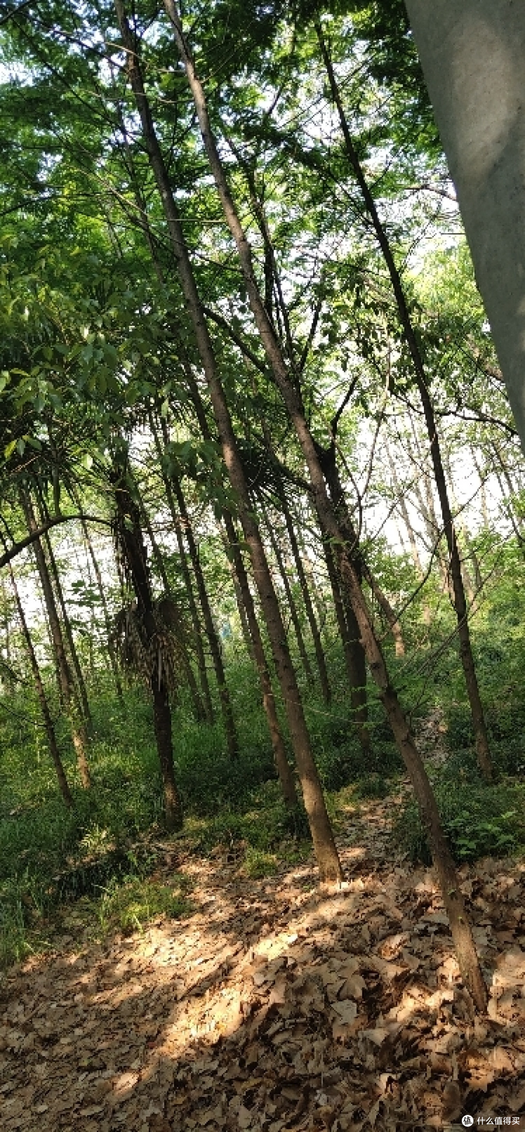 疫情期间找个偏僻点的地方度过五一,别墅旁边的小树林看着野花野草花花草草