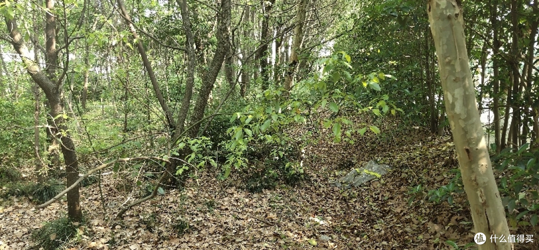 疫情期间找个偏僻点的地方度过五一,别墅旁边的小树林看着野花野草花花草草