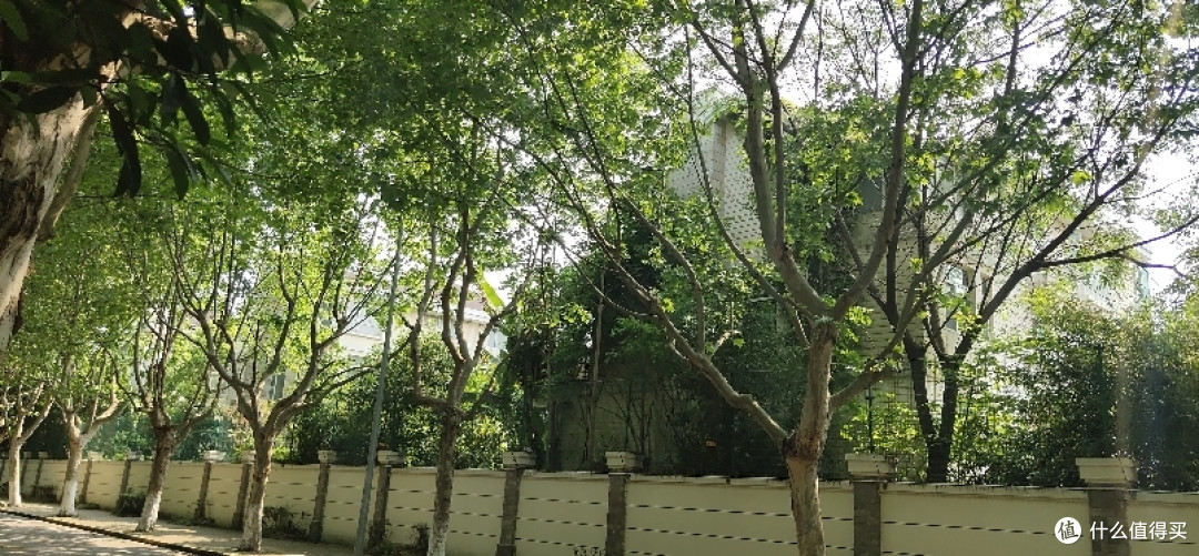 疫情期间找个偏僻点的地方度过五一,别墅旁边的小树林看着野花野草花花草草