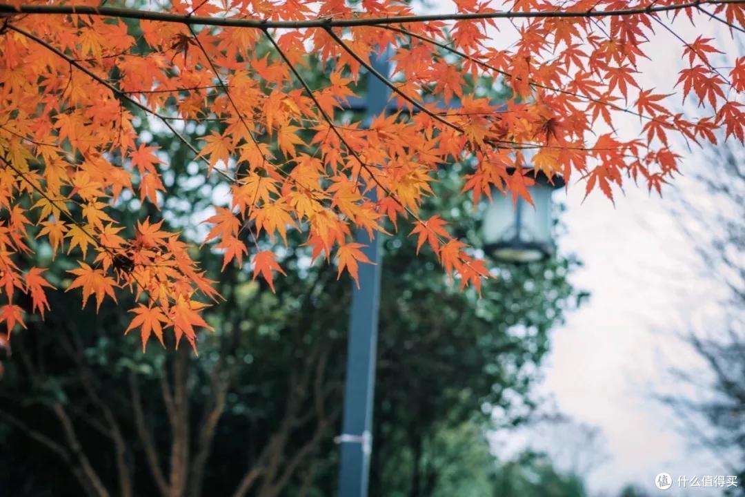 外地朋友来杭州,给你推荐一个省钱又地道的玩法