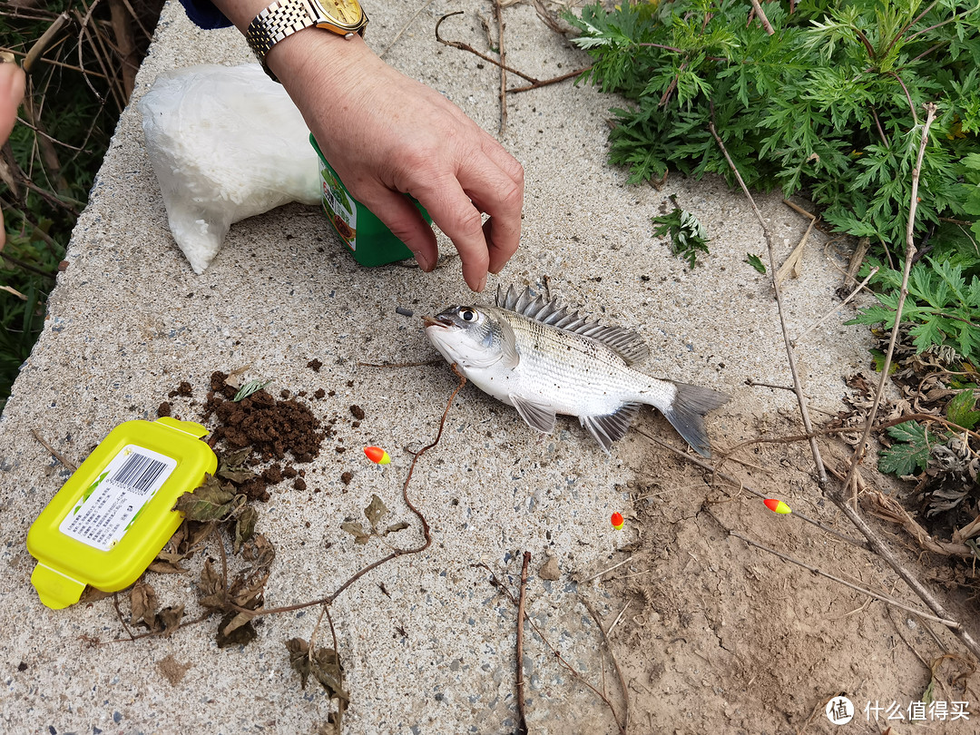 下钩还未2分钟，伯父即钓得黑鲷一条，弄得老父亲甚为紧张