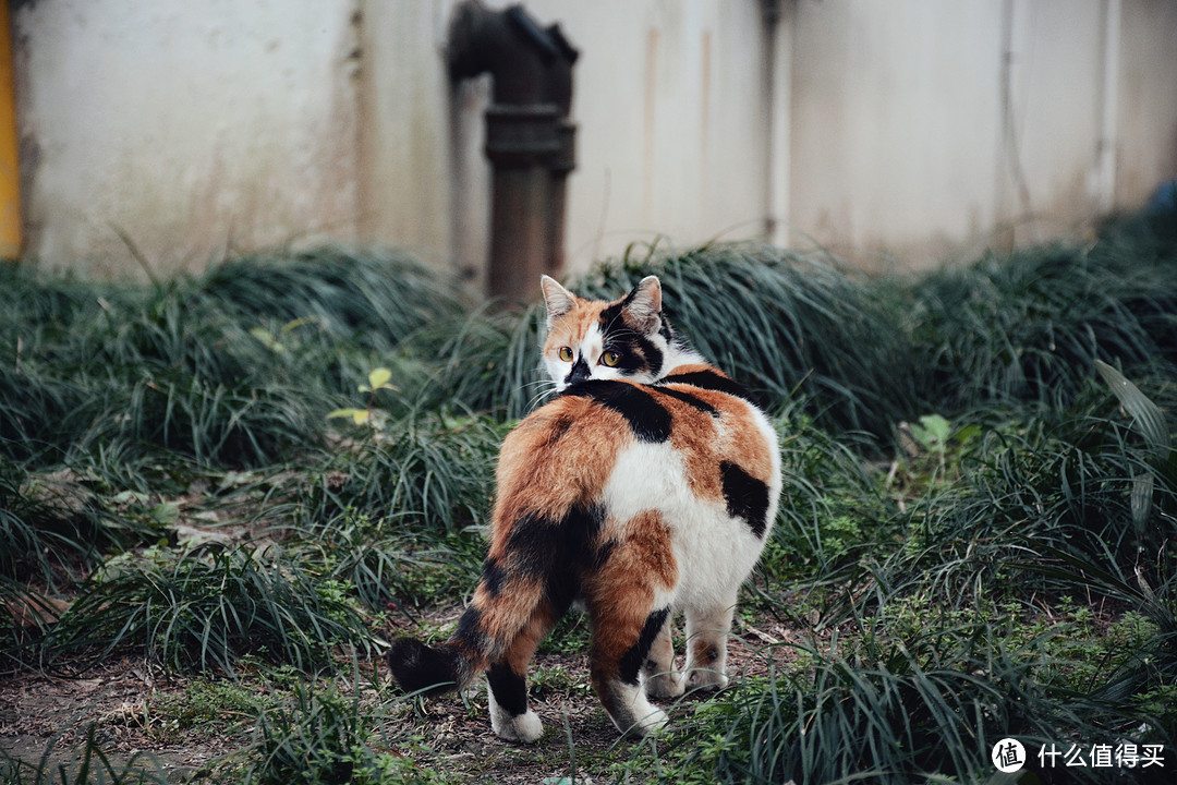 三花猫