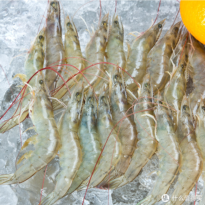 厄瓜多尔白虾爆红，但你知道盐冻虾和水冻虾的区别吗？
