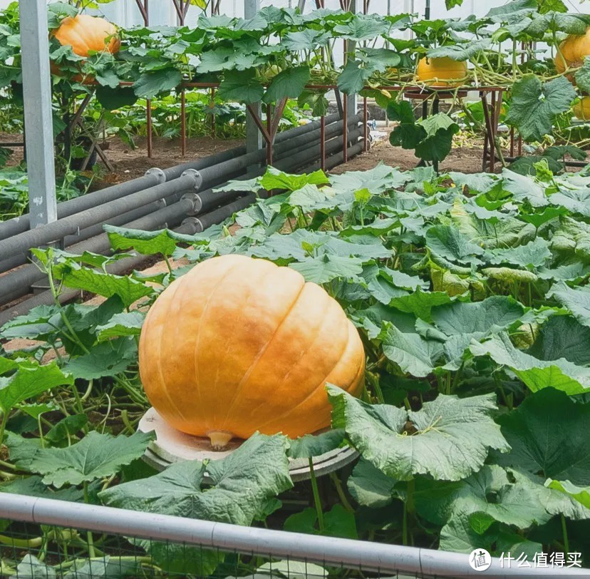 天热就想吃它!这道宝藏下饭菜,鲜香开胃爽翻天!