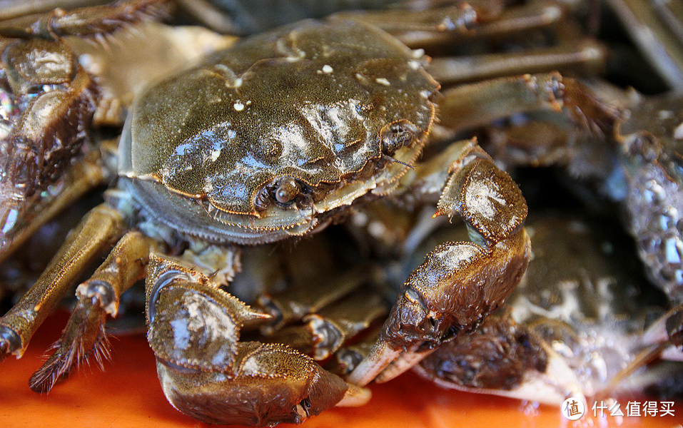 篇二十四:常见的螃蟹种类知多少