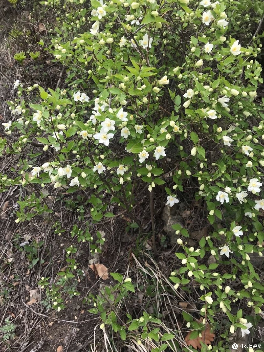 大连，山不在高有仙则灵，家门口的大黑山踏青