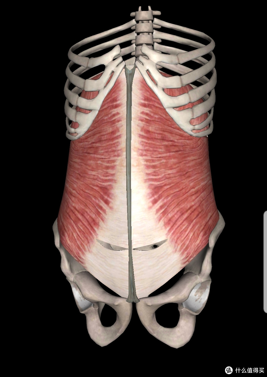 腹横肌的位置图图片